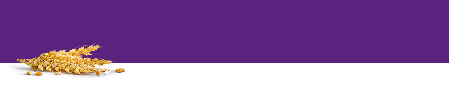 A bunch of golden grains rests on a white surface against a purple background.