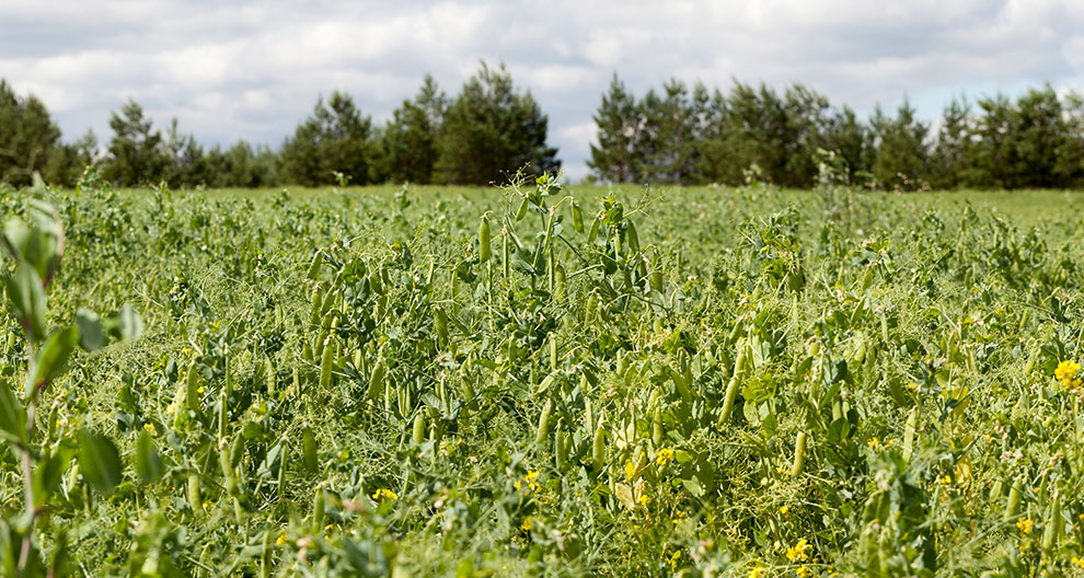 A field of green plants with yellow flowers under a cloudy sky.