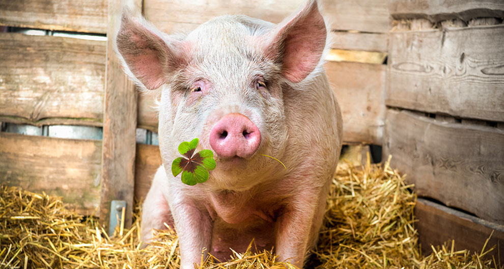 A pig with a four-leaf clover in its mouth.