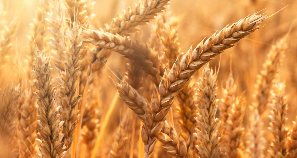 Golden wheat stalks stand tall in a field bathed in sunlight.