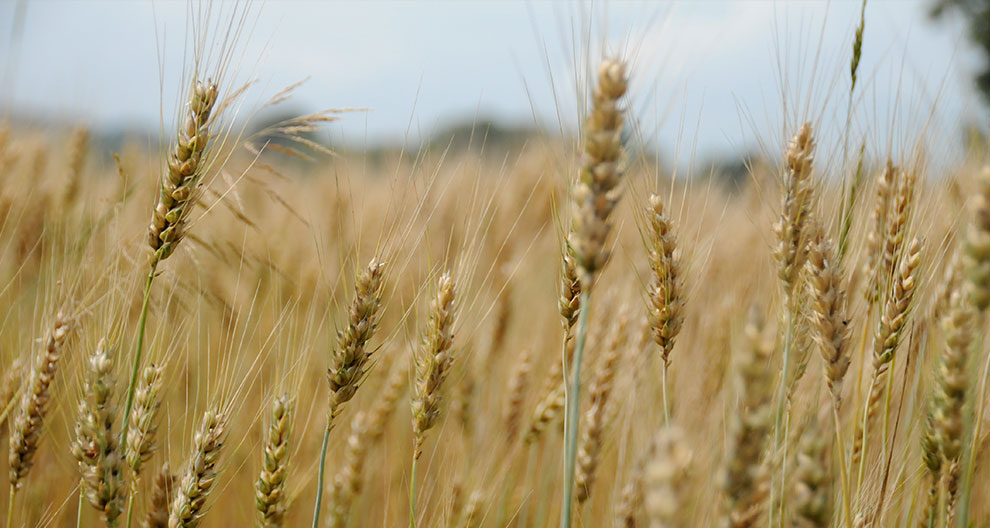 A close-up view of golden wheat stalks in a field.