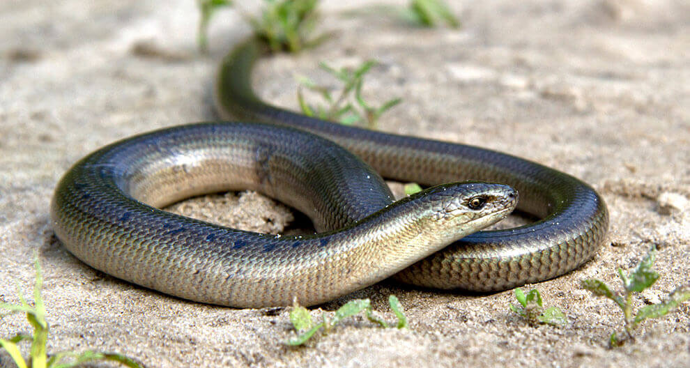 A coiled snake rests on a sandy terrain.