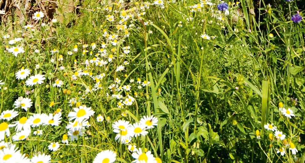 A field of white daisies and green grass.
